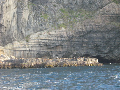 Tasman Island Seal Colony
