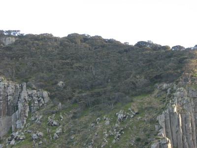 Tasman Island Trees