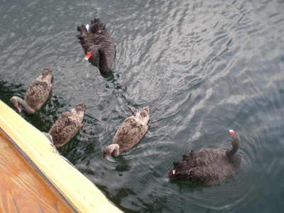 Barnes Bay Swans