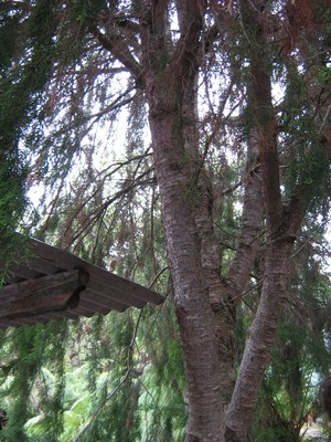 Huon Pine