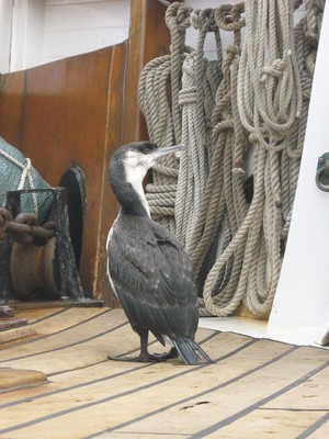 Cormorant Inspects Lines