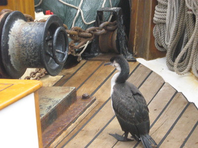 Cormorant Inspects Windlass