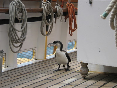 Cormorant on Deck