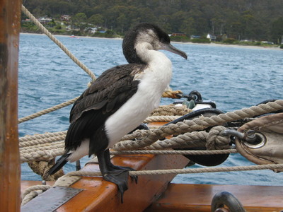 Cormorant on Watch