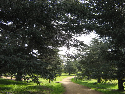 Looking through the Trees